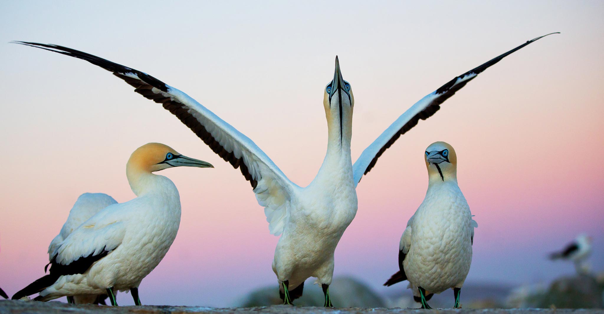 Malgas Island, South Africa: 1st Place- ORYX Award Winner -
I was fortunate to spend some time with a colony of gannets on Malgas island one evening. As they settled down for the night I pushed the ISO to 400 and was able to capture this moment of symmetry. The challenge of extracting a moment like this from the chaos of the colony was rewarding.