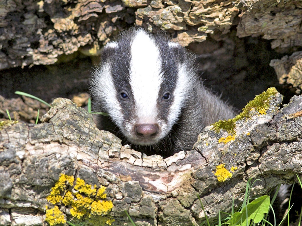 The Somerset cull resulted in 850 badgers being killed over 40 days during