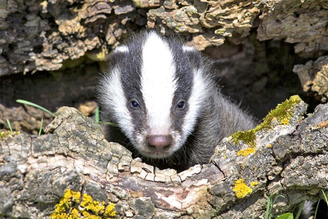 The Somerset cull resulted in 850 badgers being killed over 40 days during 