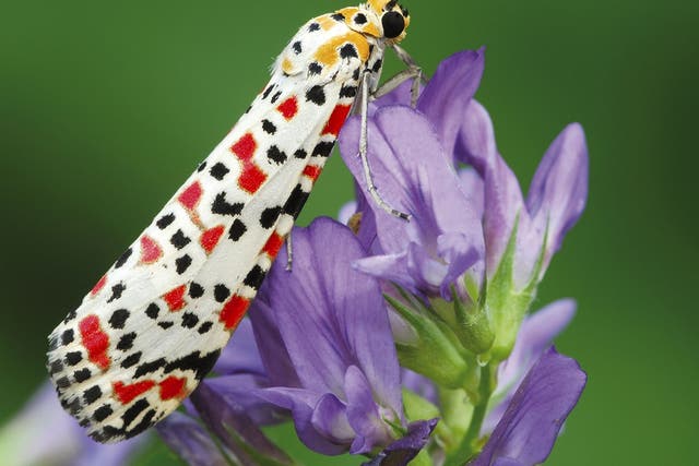 A Crimson Speckled moth