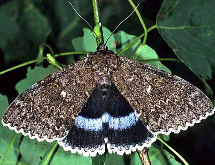The uncommonly blue Clifden nonpareil moth