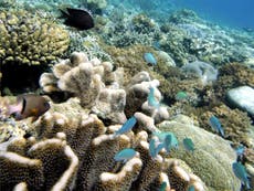 Great Barrier Reef 'can only survive if global warming is curbed'
