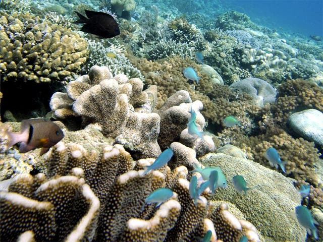 Scientists have identified three mass episodes of coral reef bleaching in the last 20 years