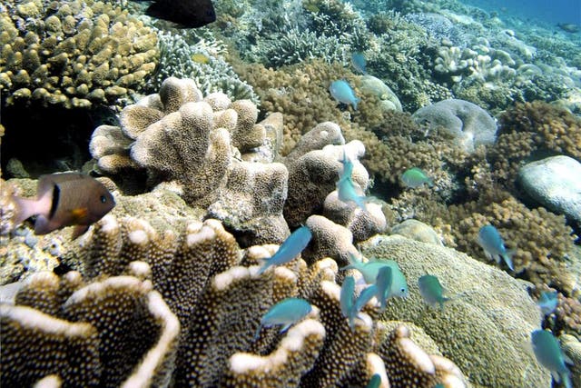 Scientists have identified three mass episodes of coral reef bleaching in the last 20 years