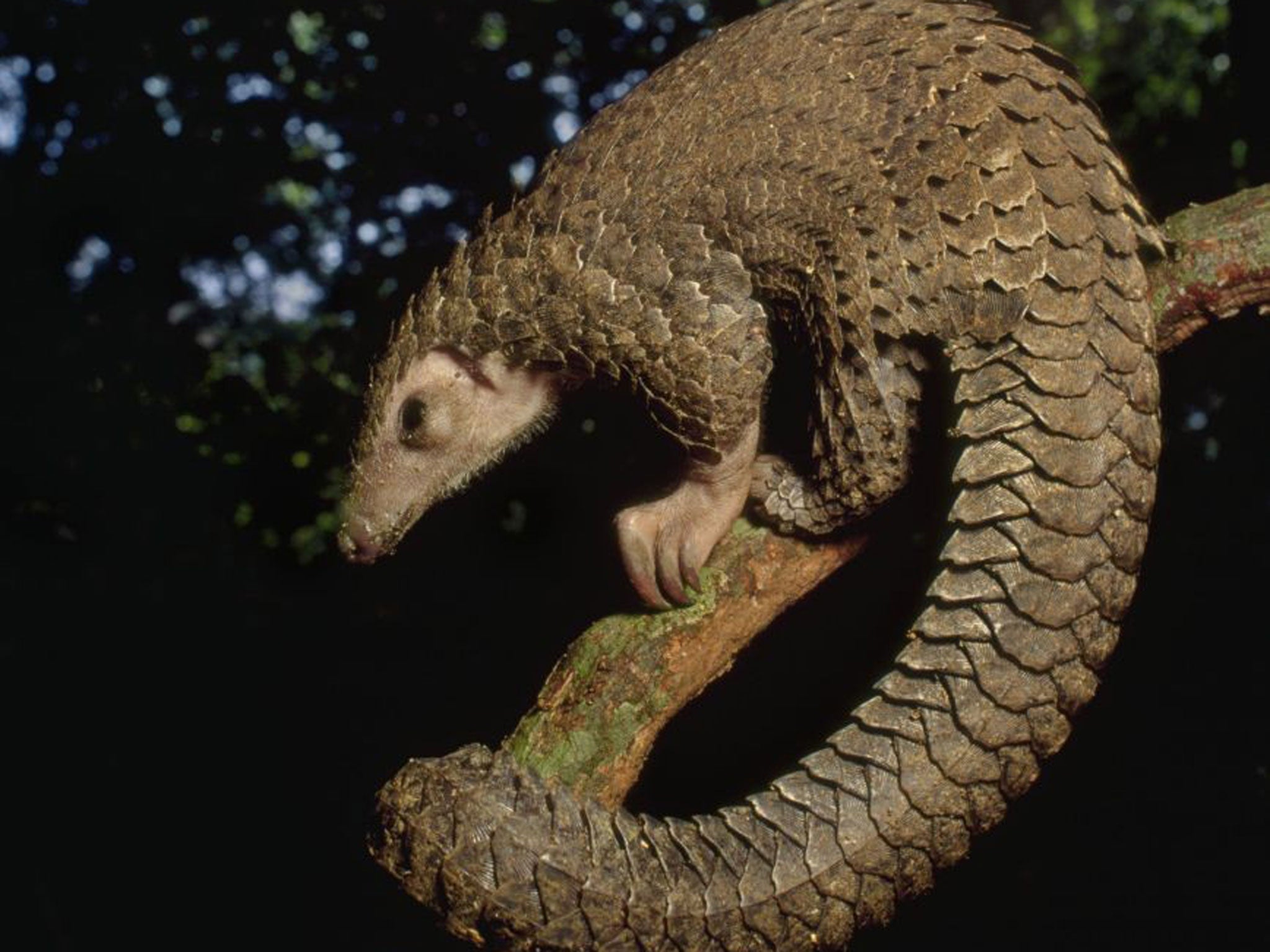 Under threat: the pangolin is the only mammal with reptilian scales