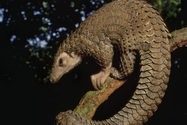 Under threat: the pangolin is the only mammal with reptilian scales 