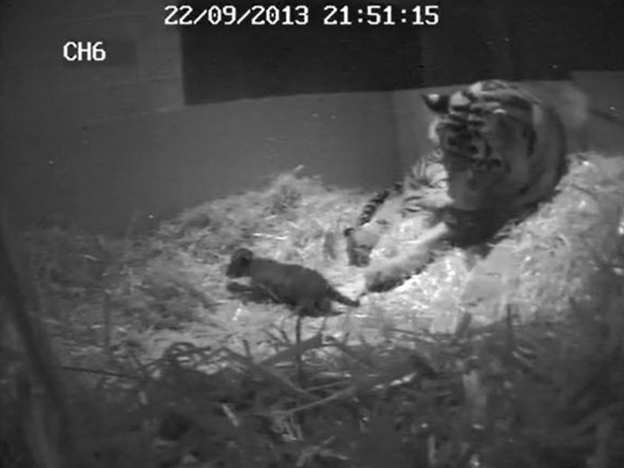 Image dated 22 September 2013 and made available by London Zoo 02 October 2013 shows the birth of ZSL London Zooís first tiger cub for 17 years which was captured on hidden cameras by zookeepers at ZSL London Zoo.