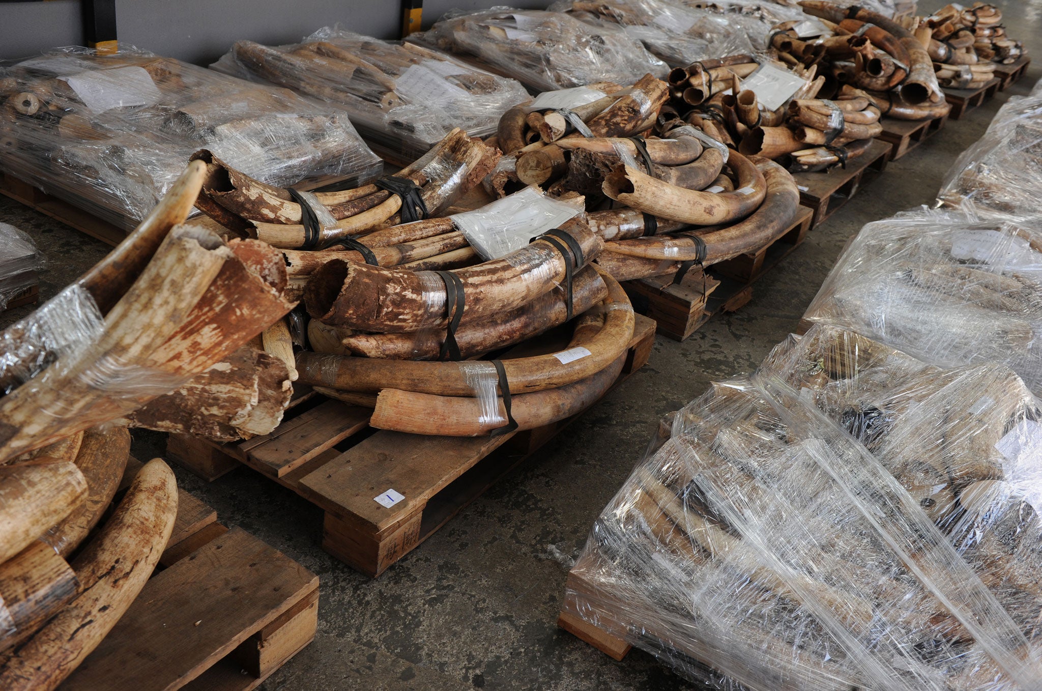 Seized ivory tusks are displayed in Hong Kong