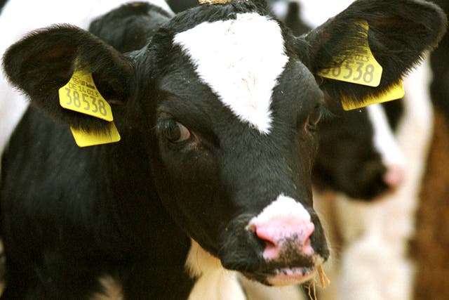 To date, only 177 people in the UK have been diagnosed with vCJD - the human form of 'mad cow' disease
