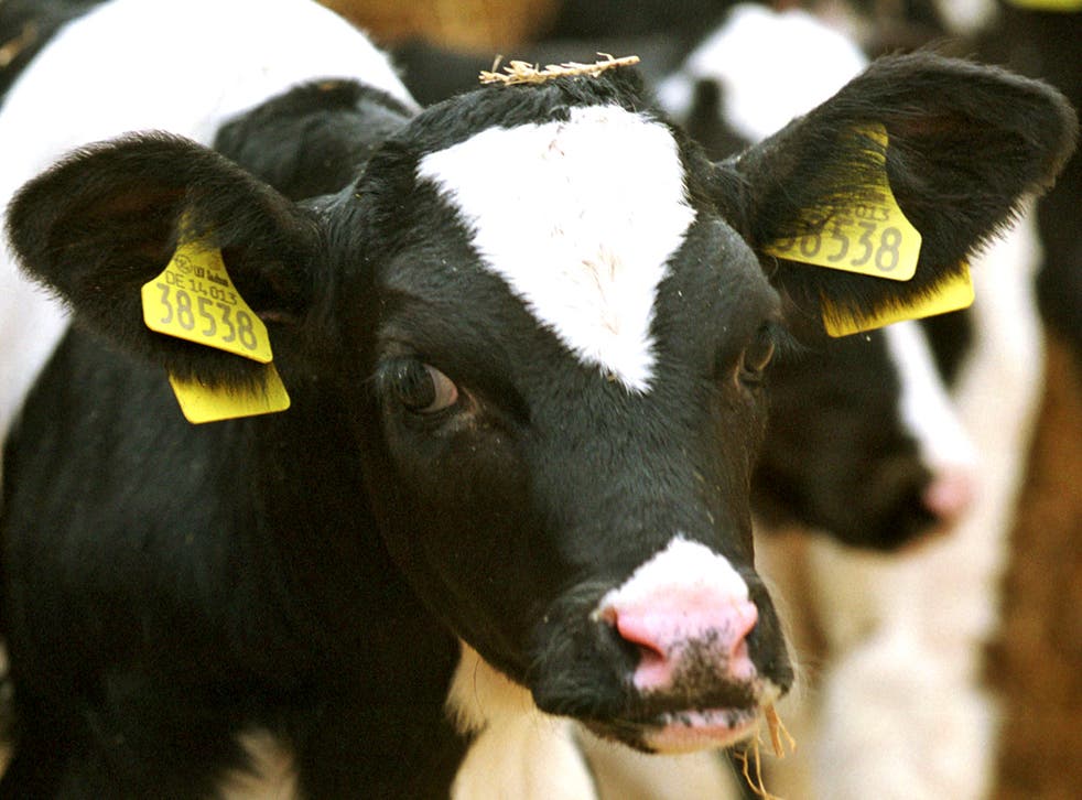 To date, only 177 people in the UK have been diagnosed with vCJD - the human form of 'mad cow' disease