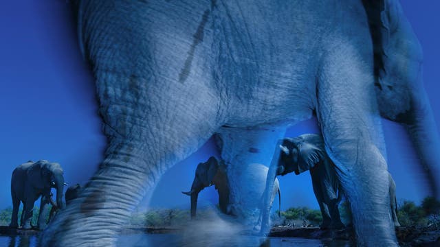 'Essence of elephants' by Greg du Toit: Overall winner in the adult category for NHM Wildlife Photographer of the Year 2013