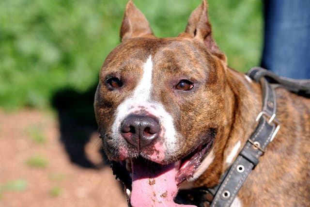 A Pit Bull terrier. Home Office Minister Norman Baker wants to make owners more accountable for their dogs' behaviour