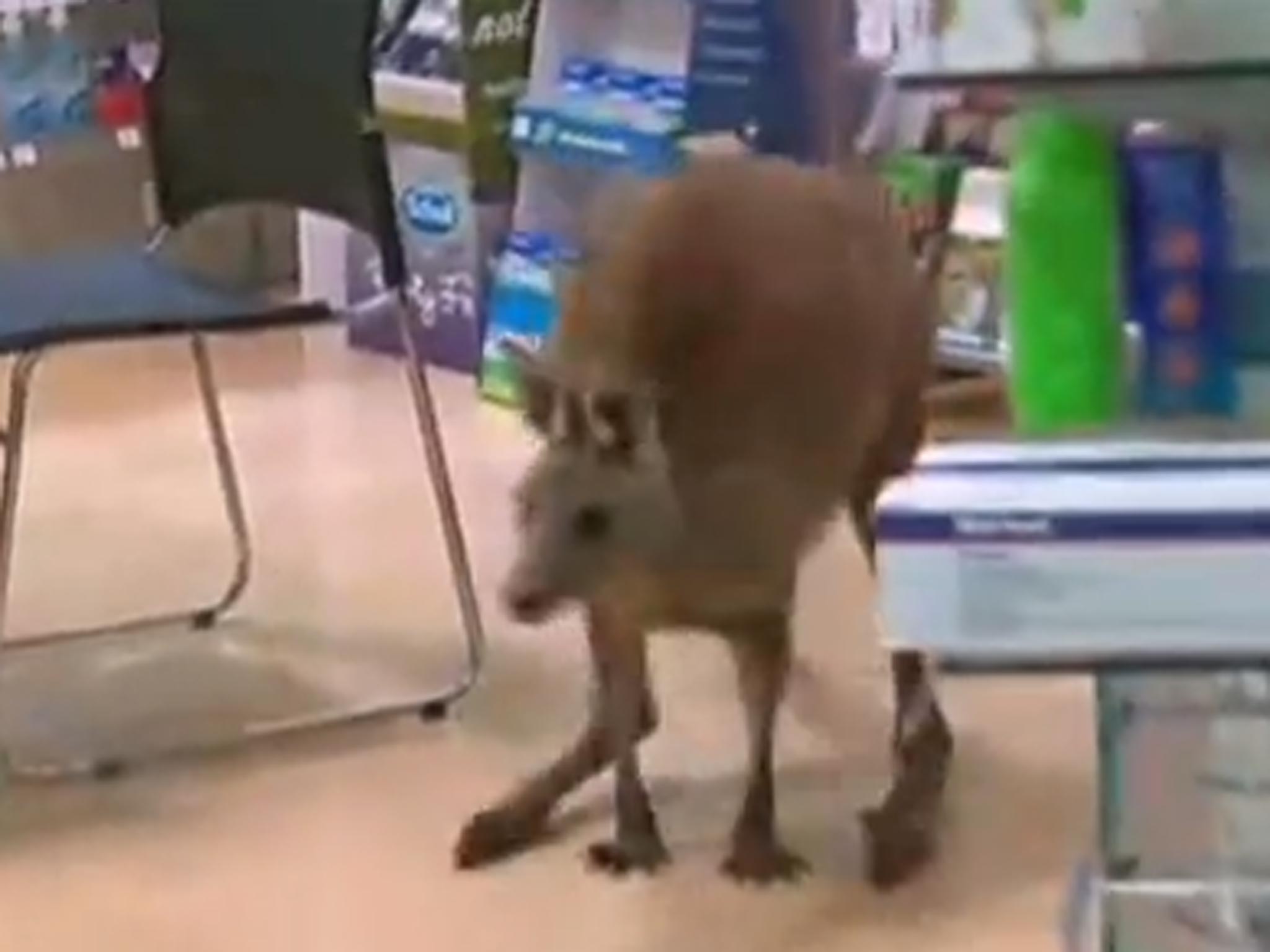 Injured kangaroo hops into Melbourne airport pharmacy after being hit by car The Independent
