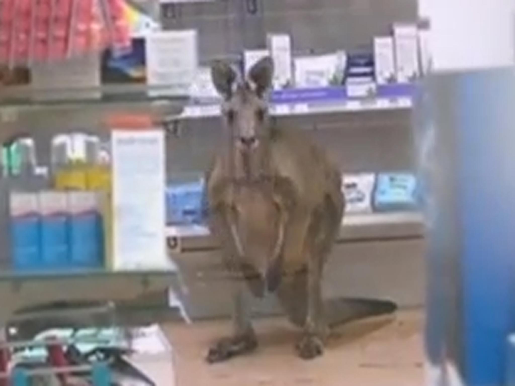 The kangaroo was spotted in a pharmacy in Melbourne airport