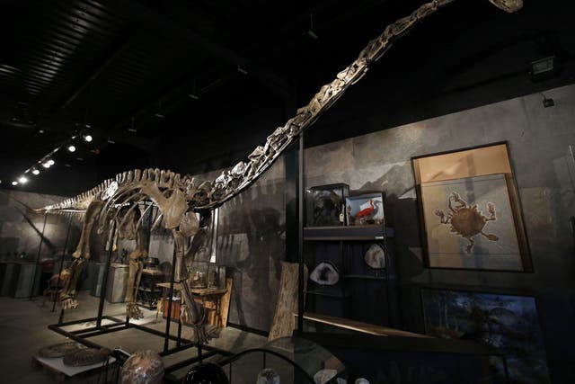 55ft-long (17 metre) specimen of the long-necked Diplodocus longus is believed to be the first sale at a UK auction of a large dinosaur skeleton