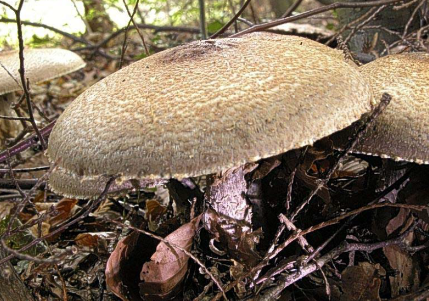 The fruiting body of the Prince (Agaricus augustus)