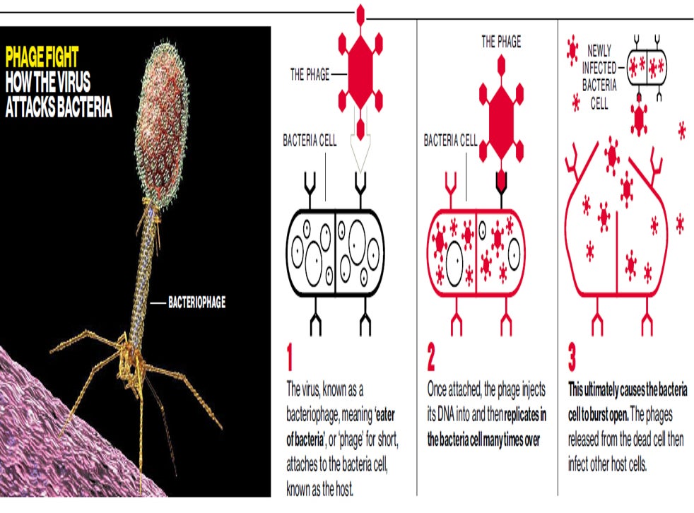 Discovery of virus that 'eats' bacteria that causes C.diff could spell