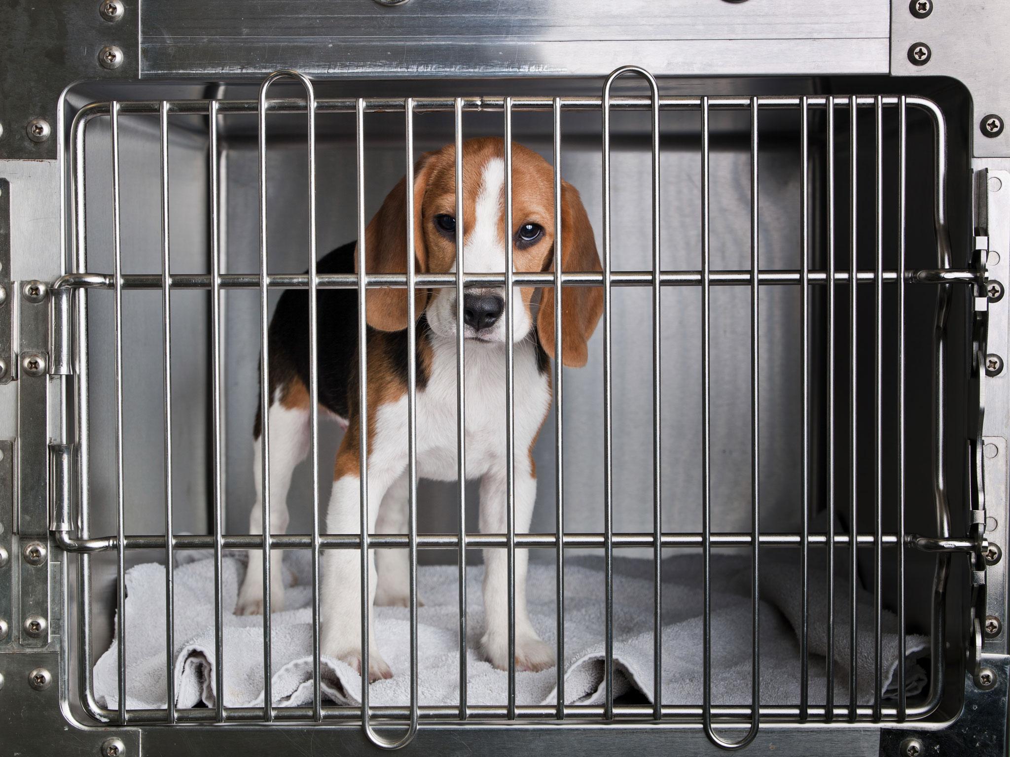 What Animal Testing Is Done On Beagles