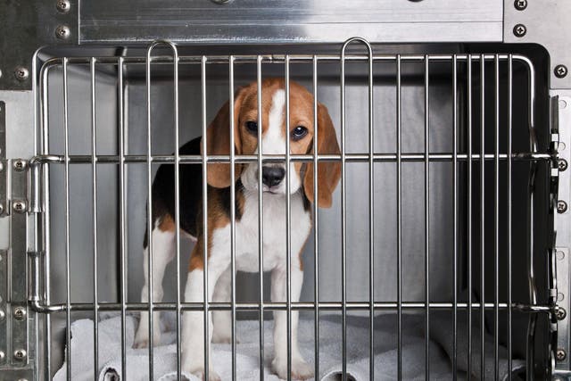 Beagles are used for animal testing in the UK because of their docility and size