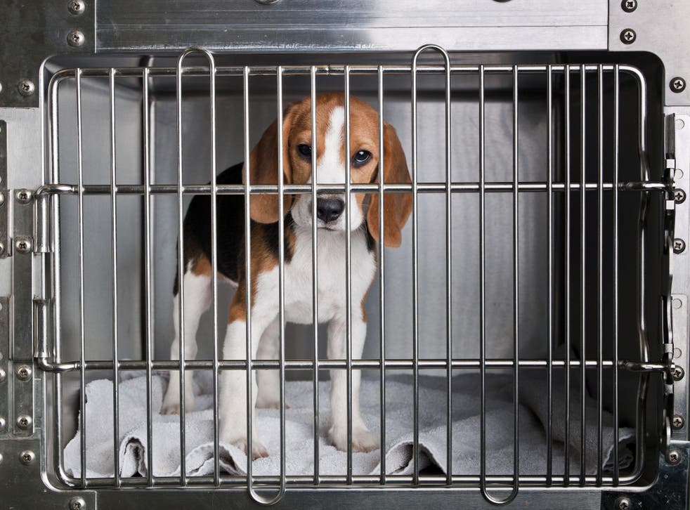 Beagles are used for animal testing in the UK because of their docility and size