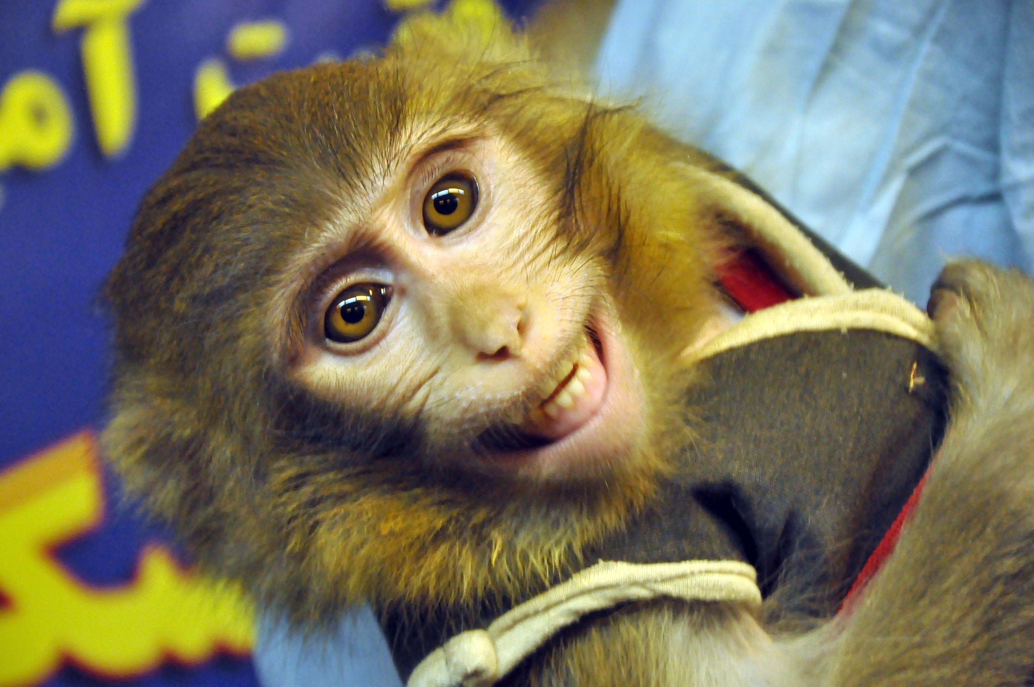 This was the monkey Iran allegedly sent into space