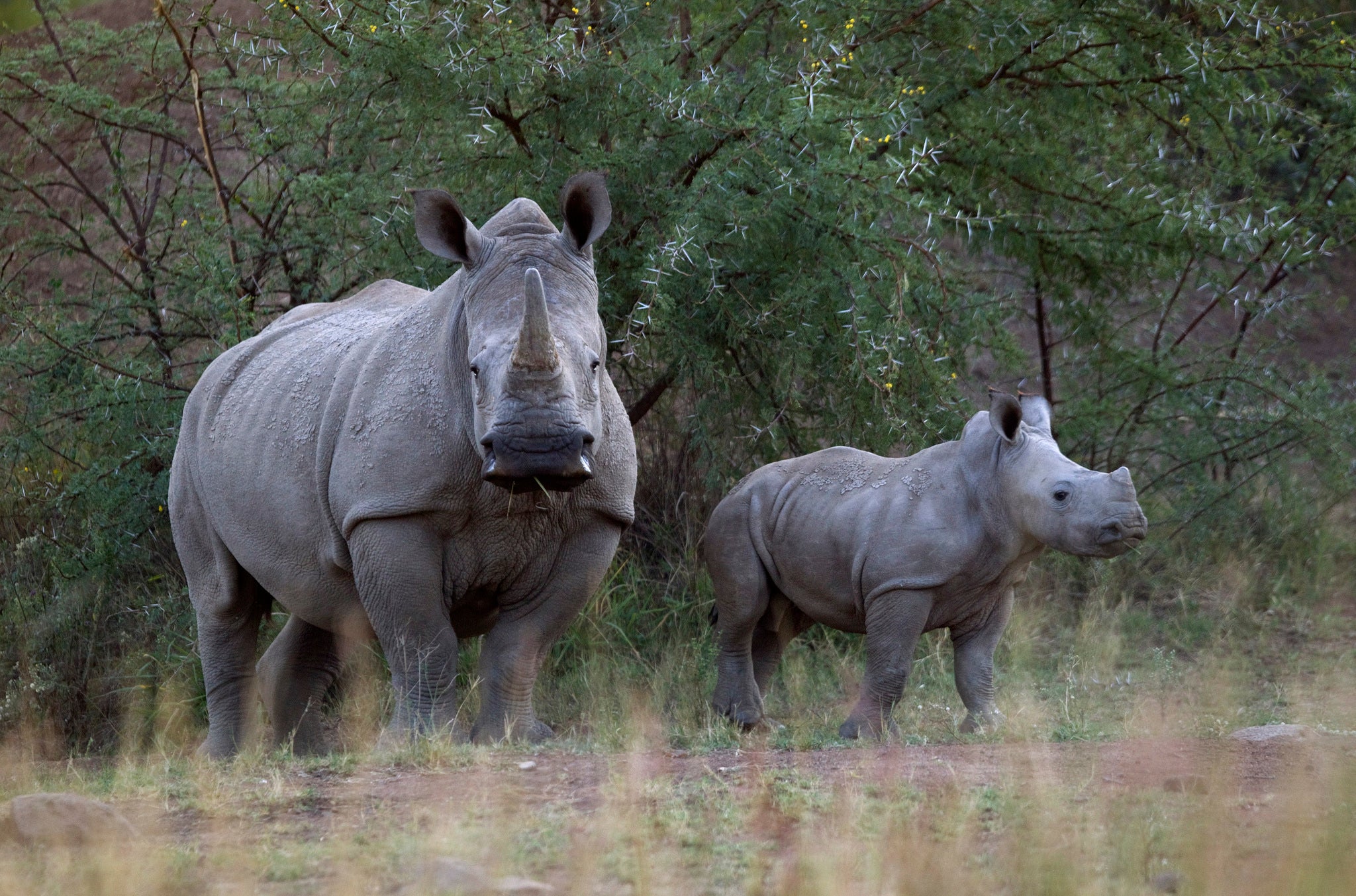 A White Rhino and her calf walk in the dusk light in Pilanesberg National Park in South Africa's North West Province April 19, 2012