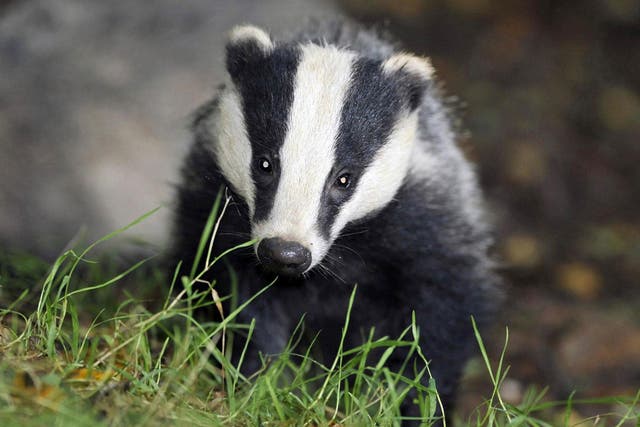 The trial needed to kill 70 per cent of the badger population to be effective