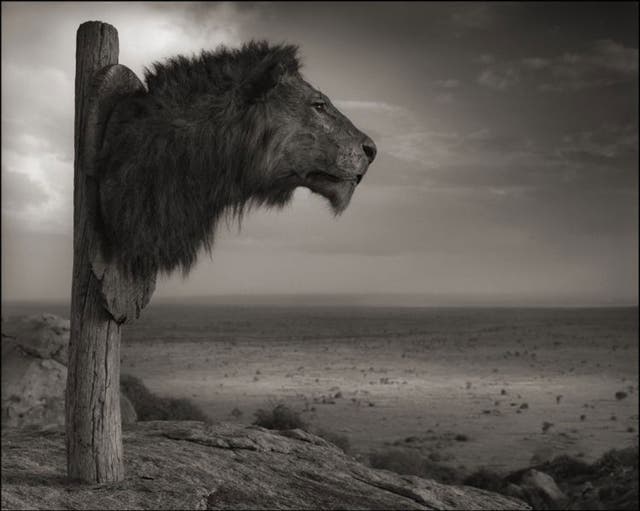 'Lion Trophy': 'I borrowed this trophy from a hunter,' says Brandt, 'then placed it in its natural landscape. Hopefully you get a sense of it looking almost wistfully out across the plains where it would once have roamed'