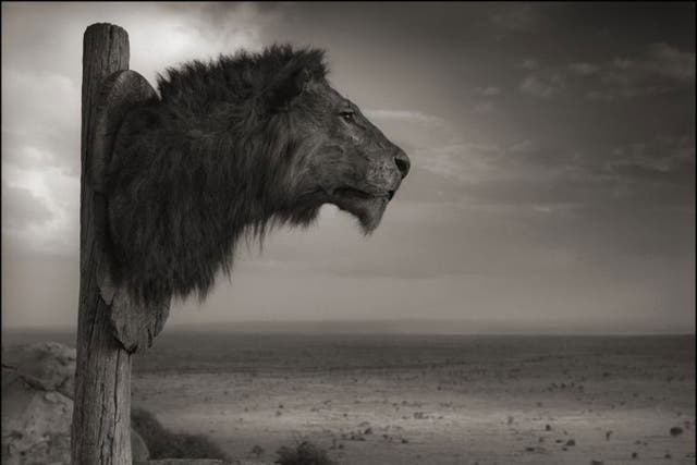 'Lion Trophy': 'I borrowed this trophy from a hunter,' says Brandt, 'then placed it in its natural landscape. Hopefully you get a sense of it looking almost wistfully out across the plains where it would once have roamed'