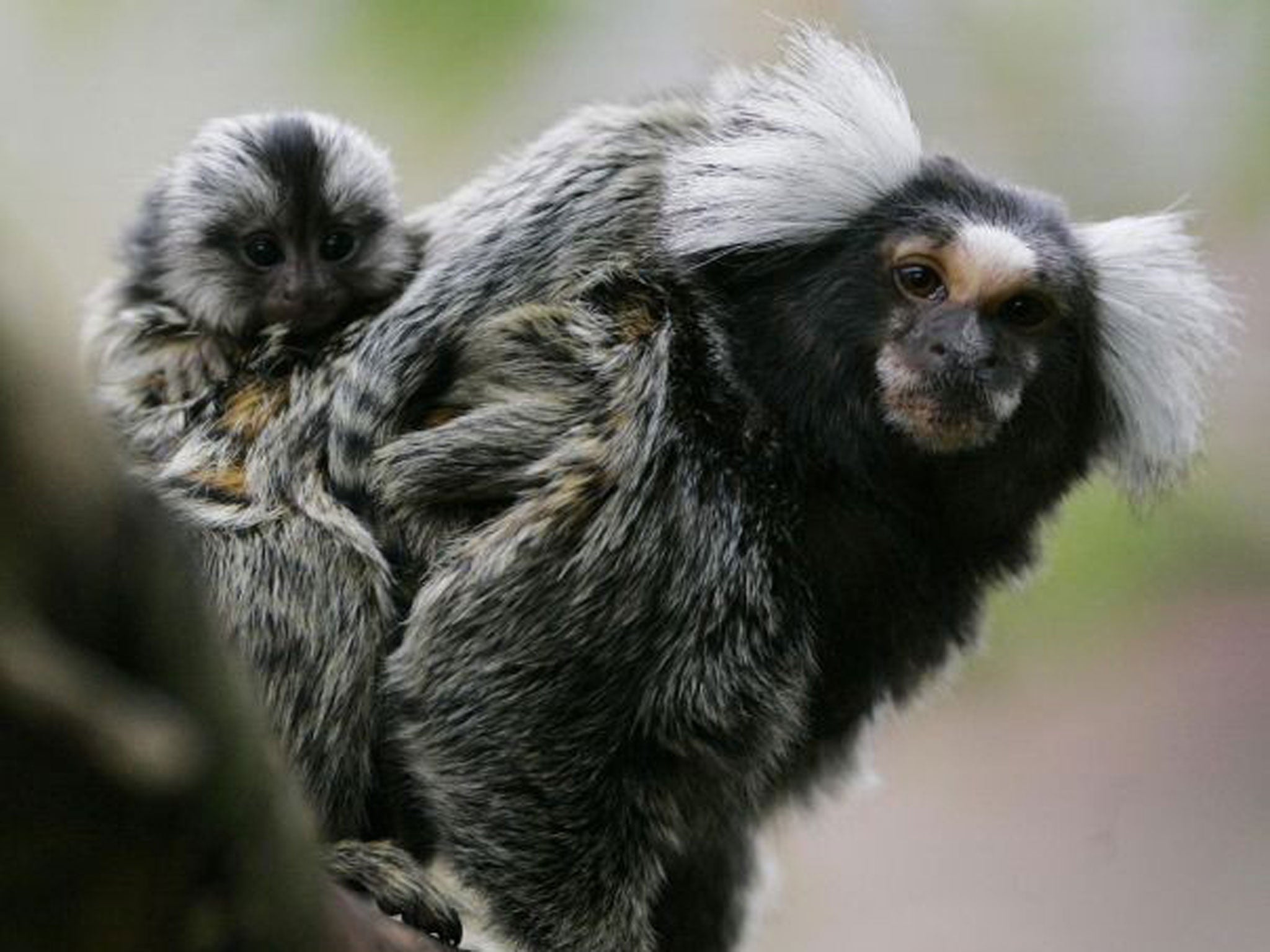 File photo of a baby Marmoset with one of its parents at Blair Drummond Safari Park. Marmosets have developed their own version of polite conversation, scientists have learned.