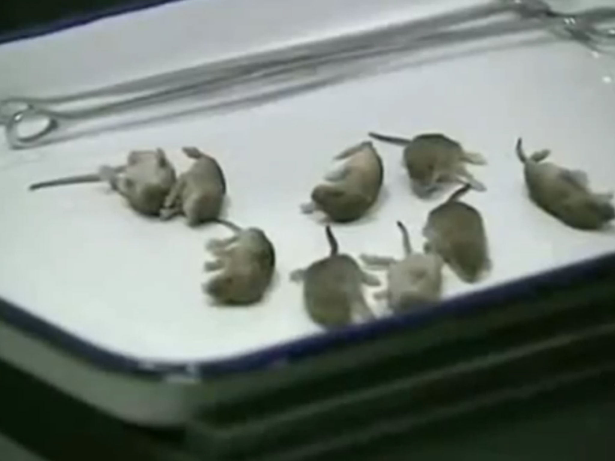 Video footage has emerged of health inspectors finding ten rats and their mother rodent on a commercial flight to China
