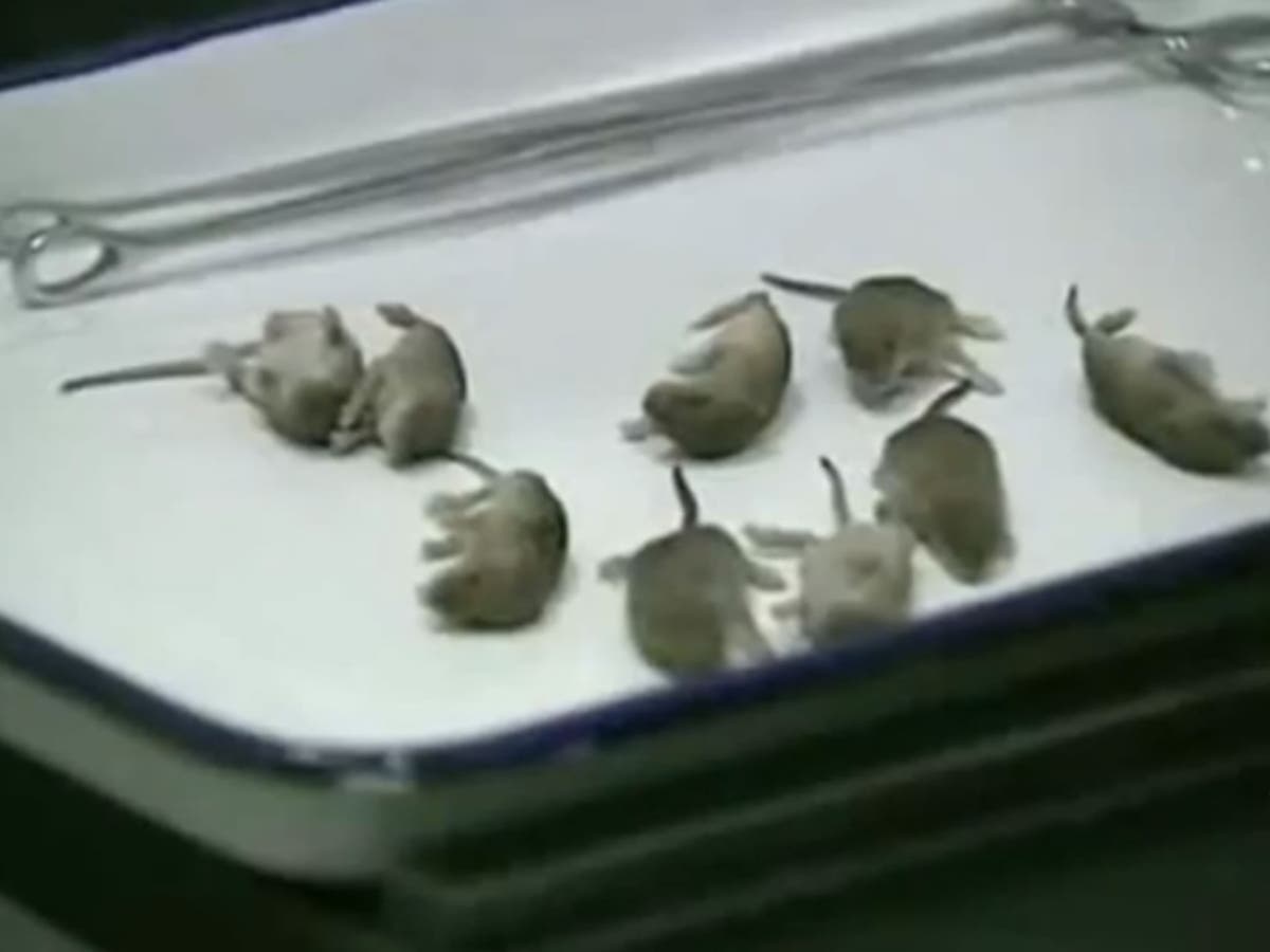 Rats on a plane Family of rodents found in business class on flight to China The Independent