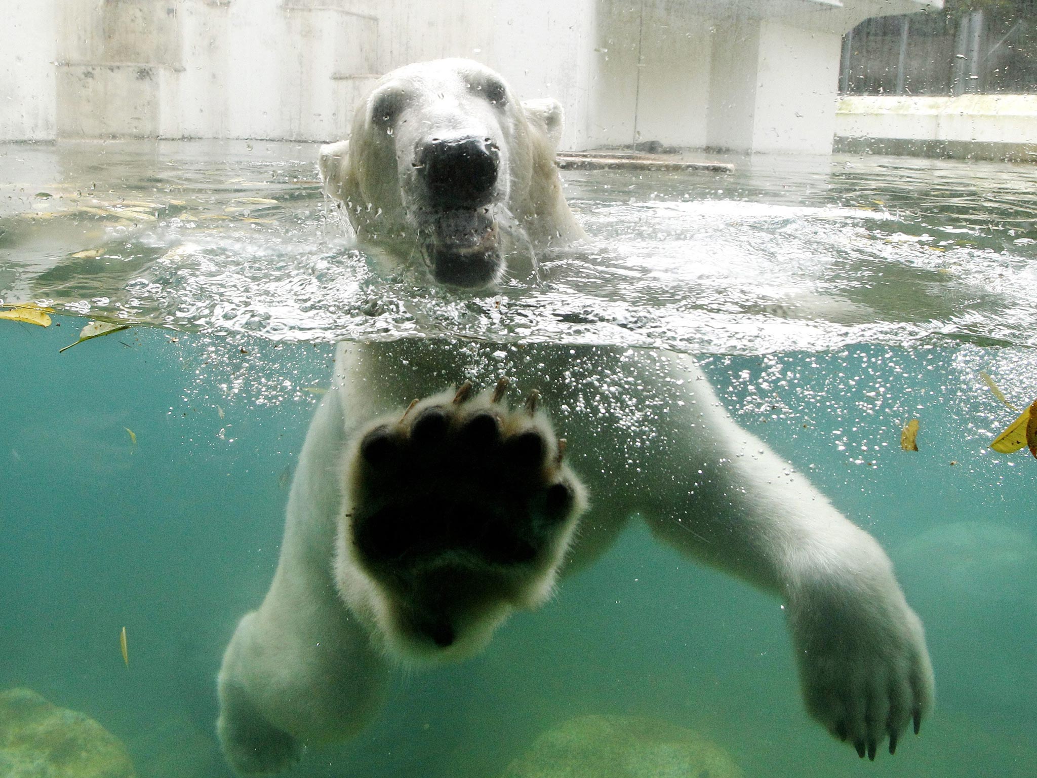 Male polar bear Luka, who is almost two-year-old male, swims in his new home at the zoo in Wuppertal, Germany