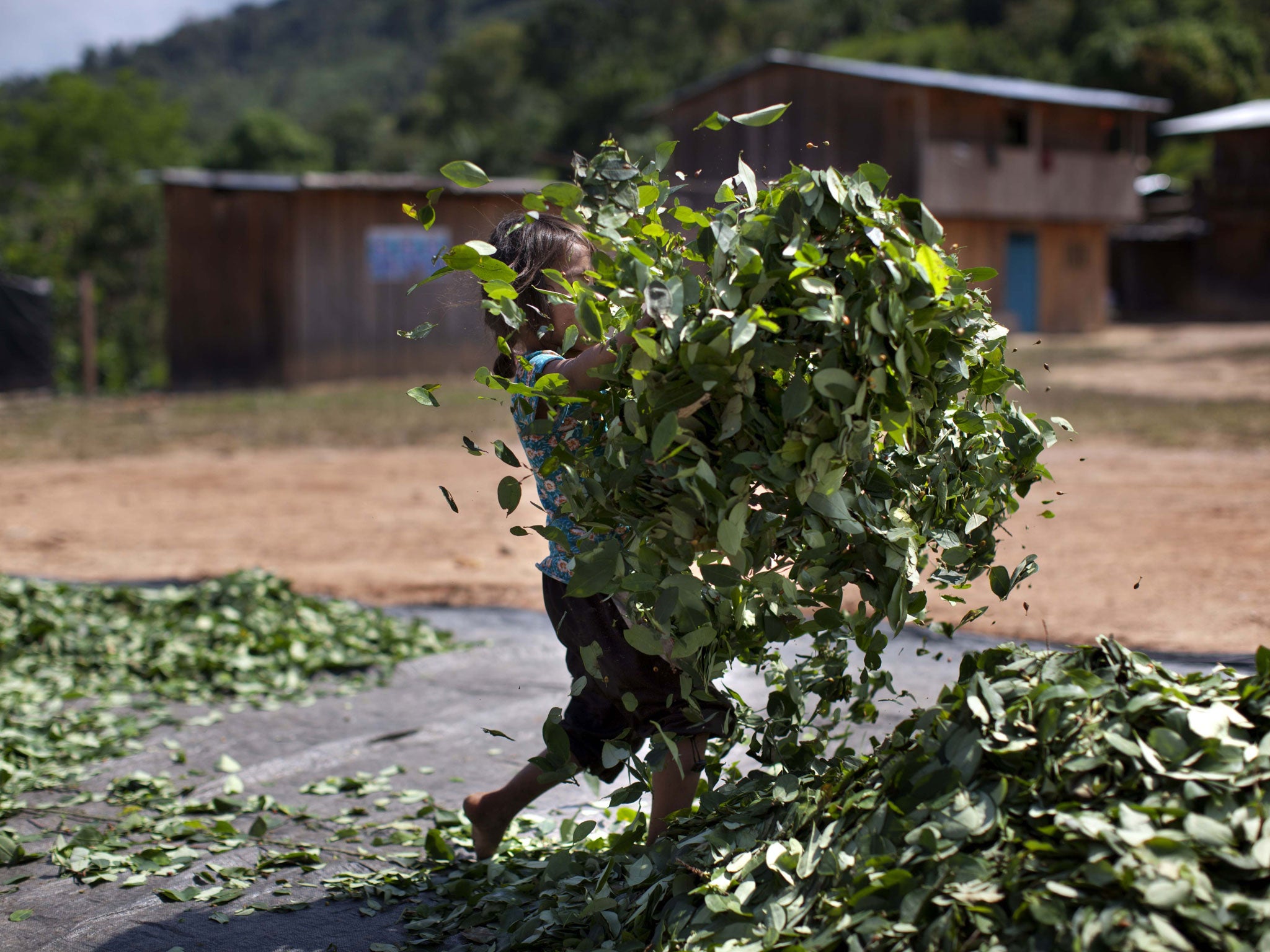 Saiumi Yasumi, 4, carries a heap of coca leaves