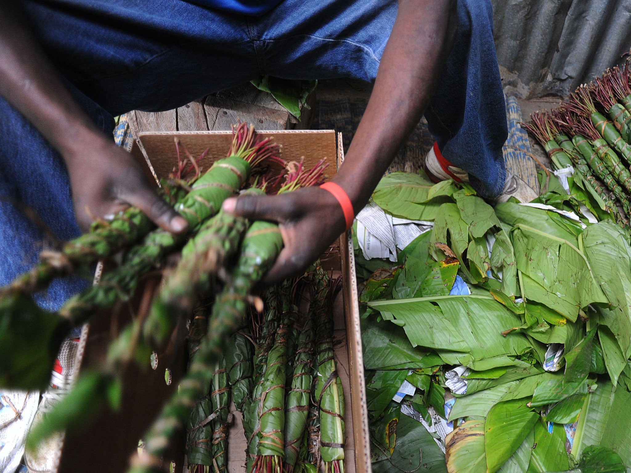 Khat is the leaves and shoots of the shrub Catha edulis, which are chewed to obtain a mild stimulant effect (AFP/Getty)