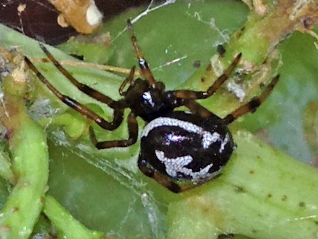 Steatoda nobilis or false widow spider