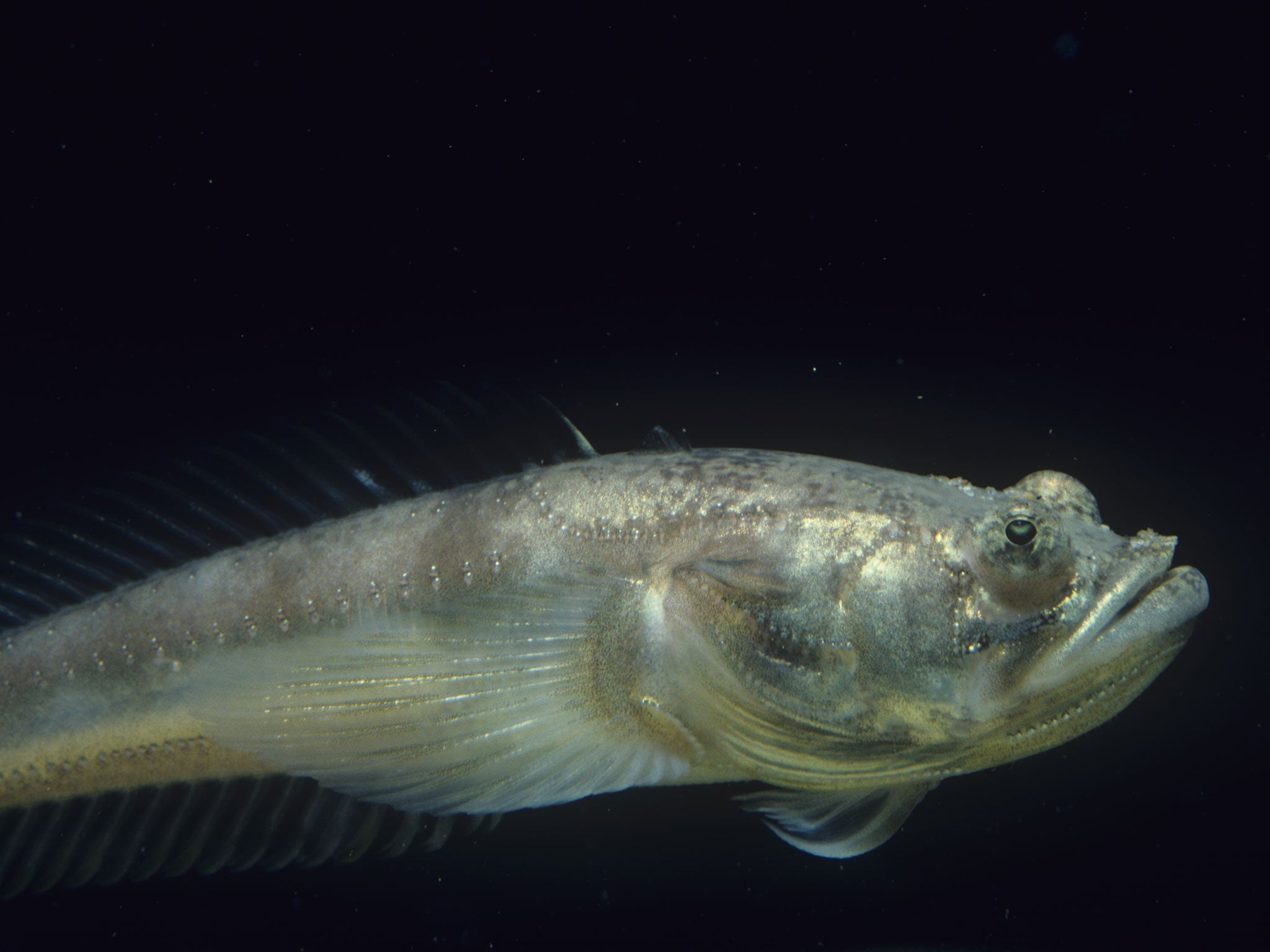 The Midshipman fish, which has been blamed for keeping people up all night with its mating rituals