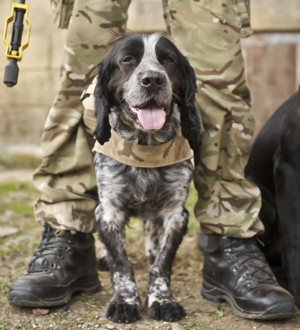 A military working dog standing between his handler's legs while taking a break from training. More than 350 retired British military dogs have been destroyed since the start of 2009, figures have shown