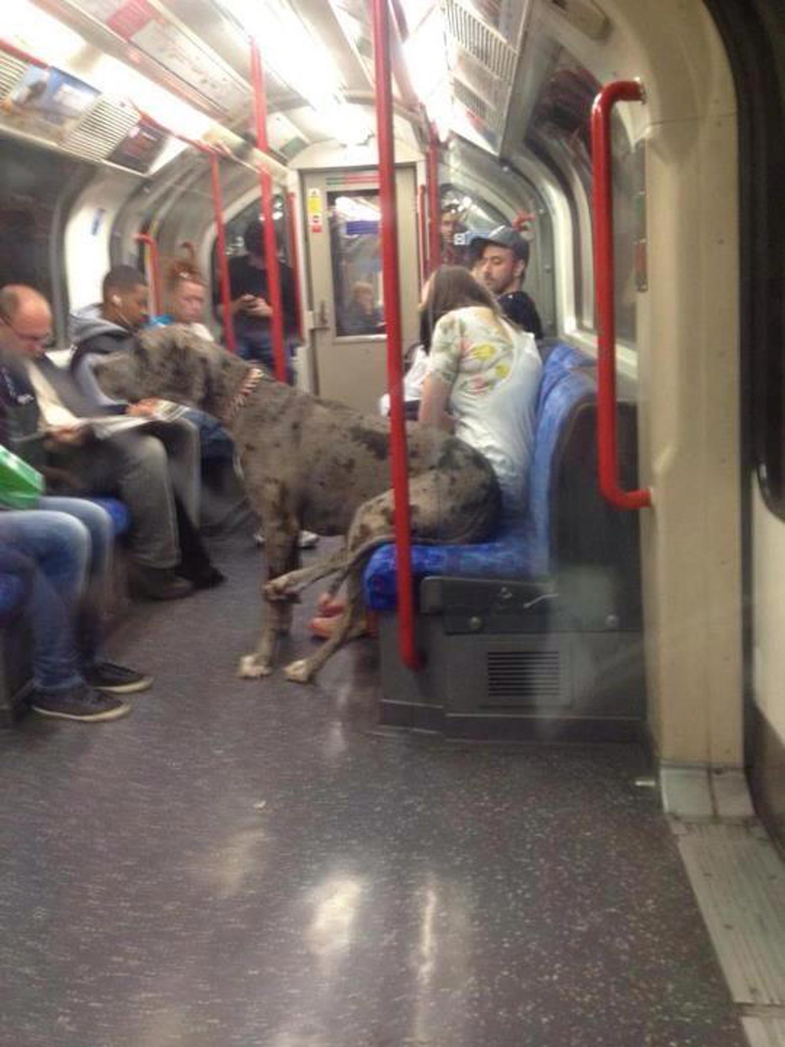 A dog photographed riding the tube