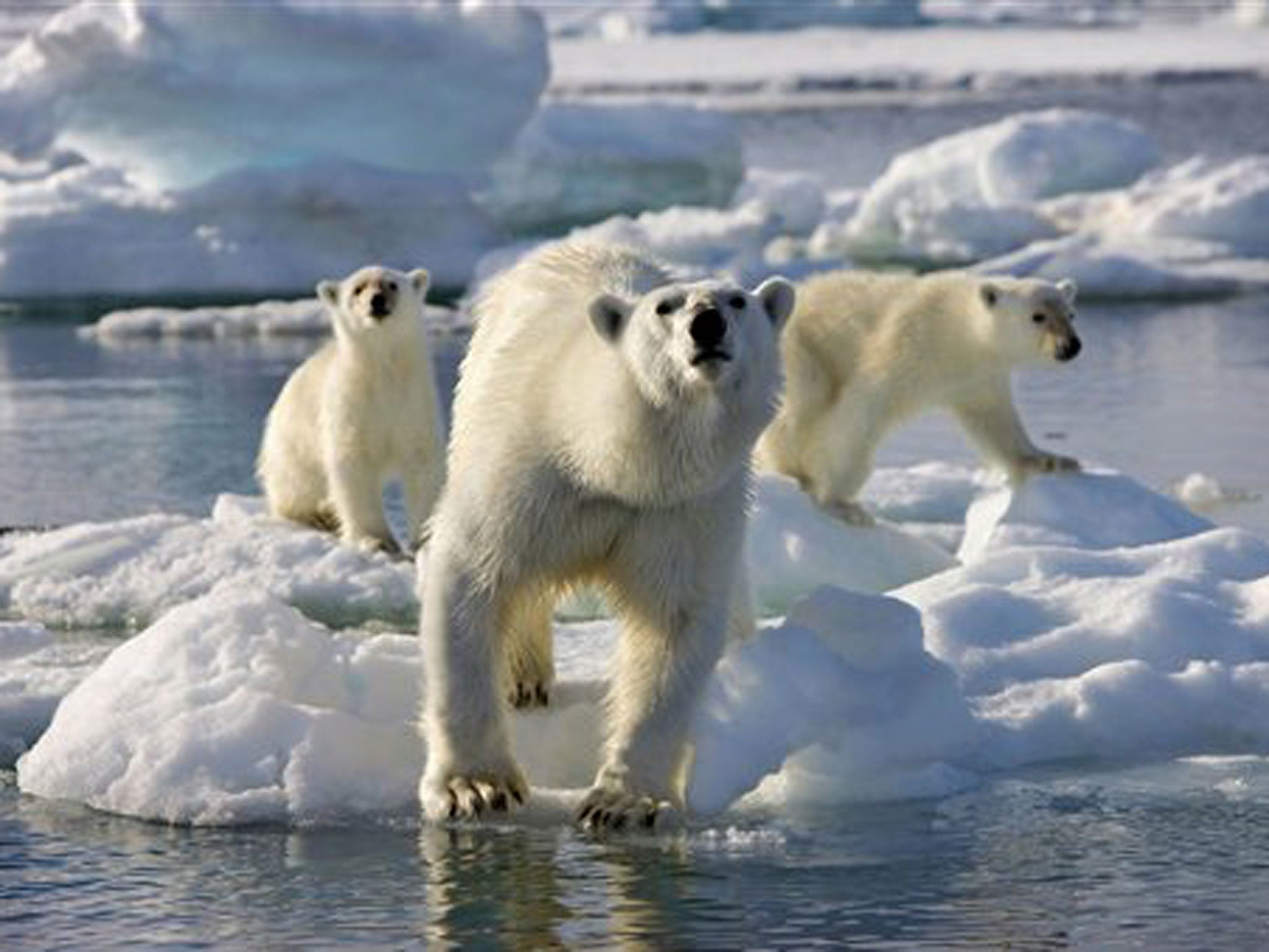 Frozen Planet and other nature shows have reportedly proved unpopular in the US