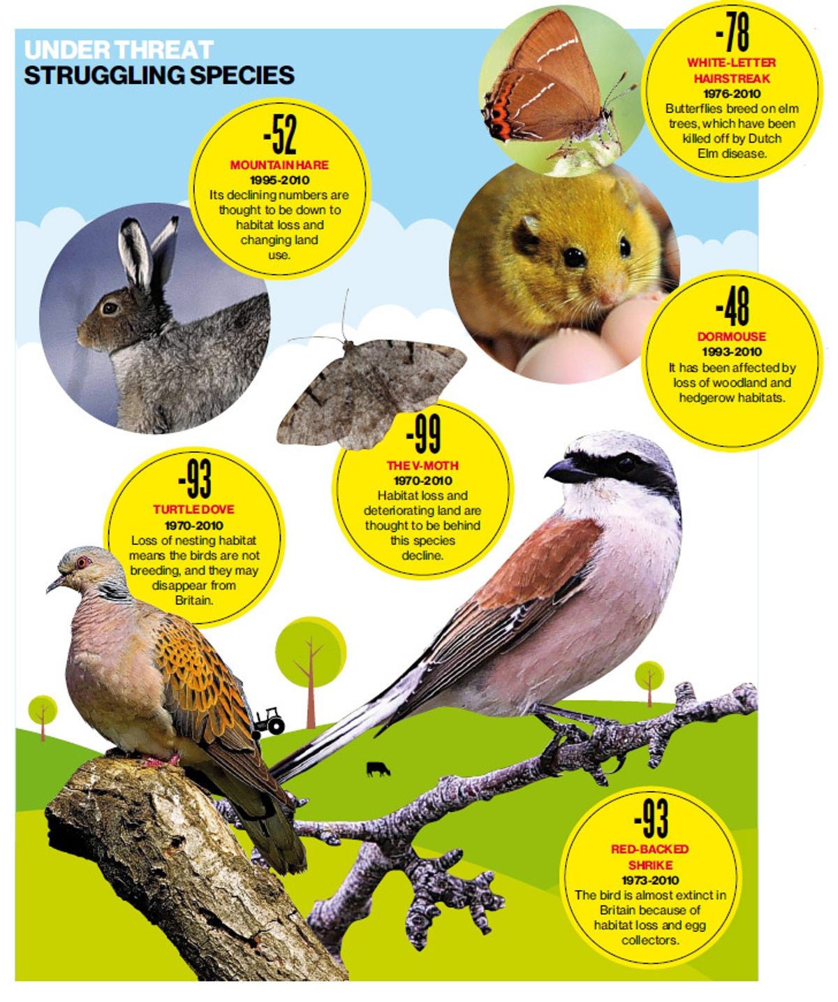 Animal Populations Declining In The Uk