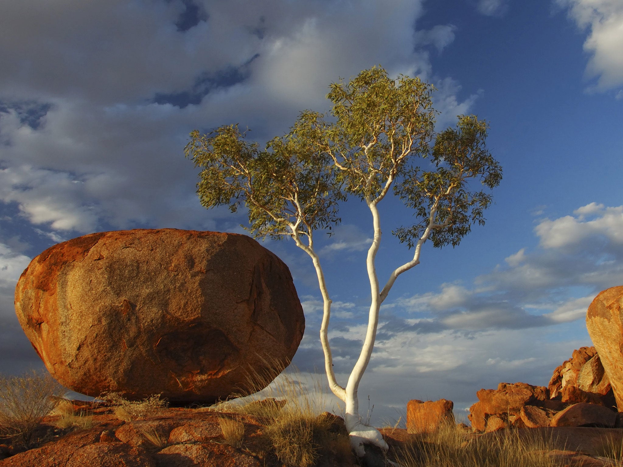 It turns out, money DOES grow on trees