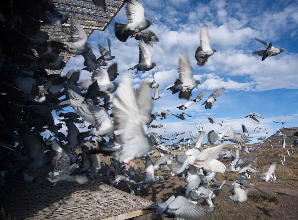 Pigeons have been found with traces of cocaine and painkillers in their system