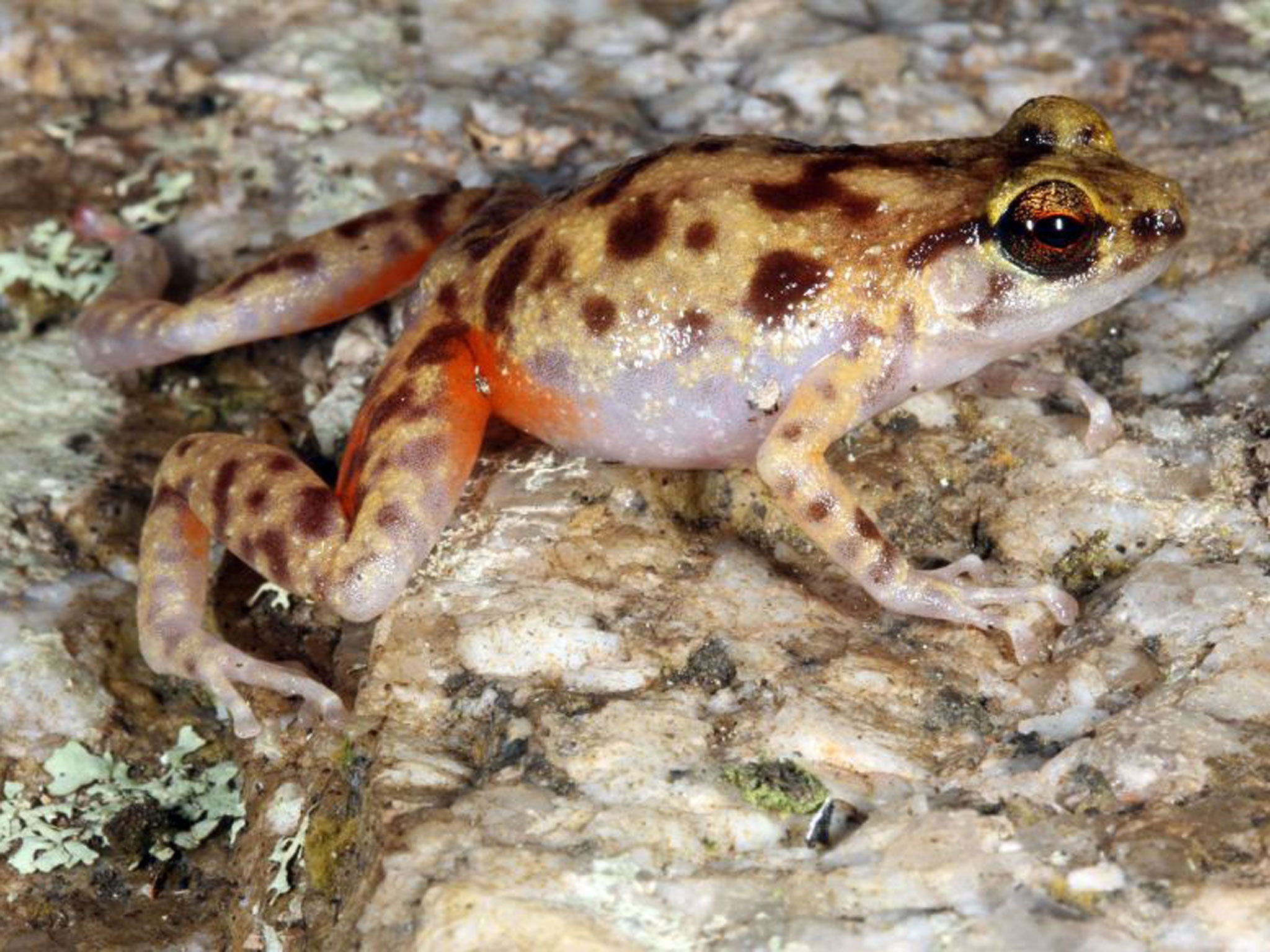 The boulder-dwelling frog