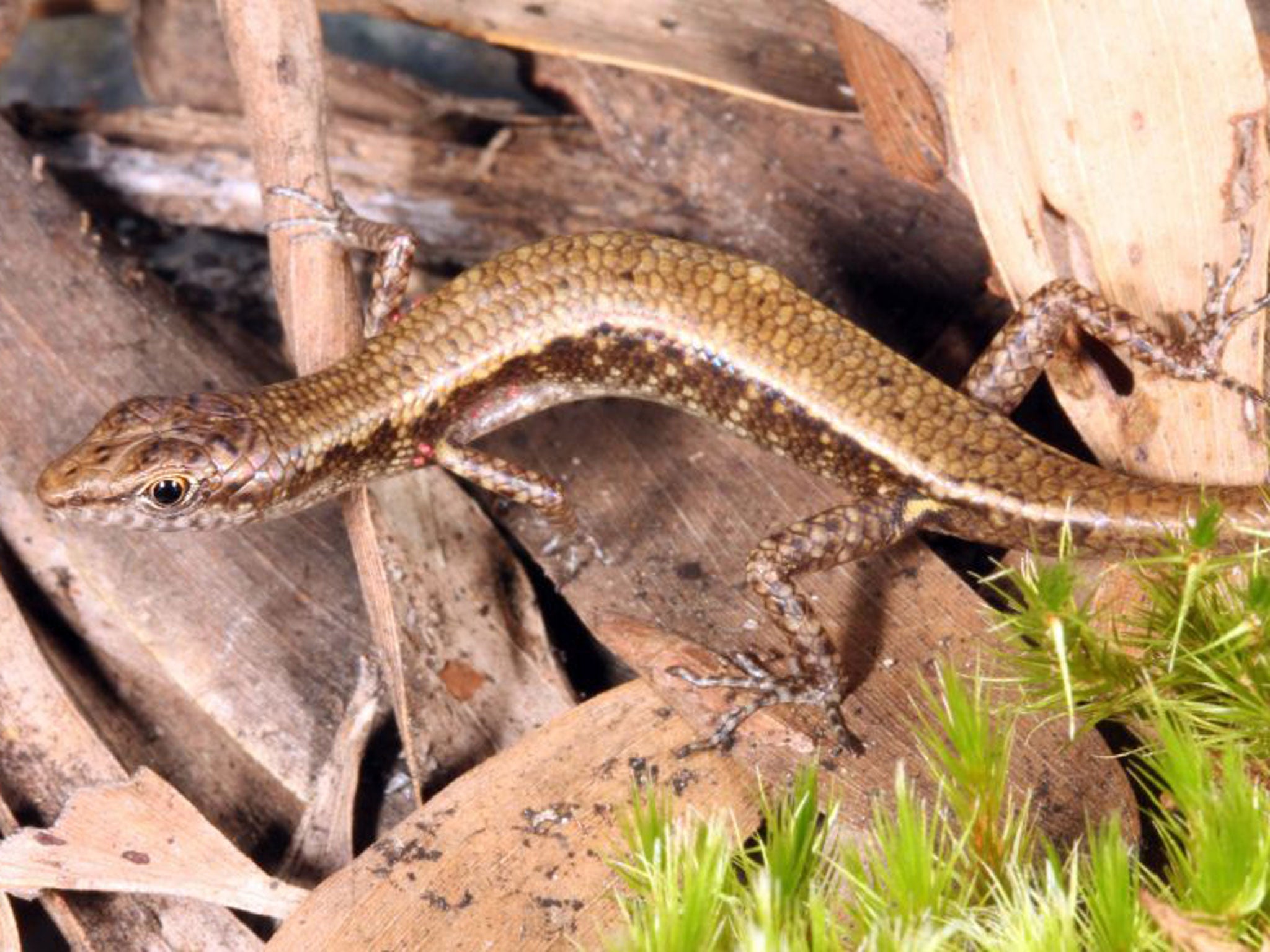 The golden-coloured skink