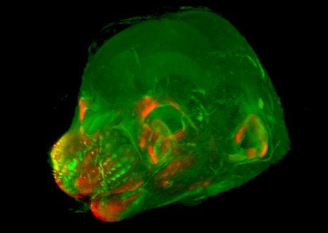 A CT scan from the study showing the facial and cranial development of a mouse.