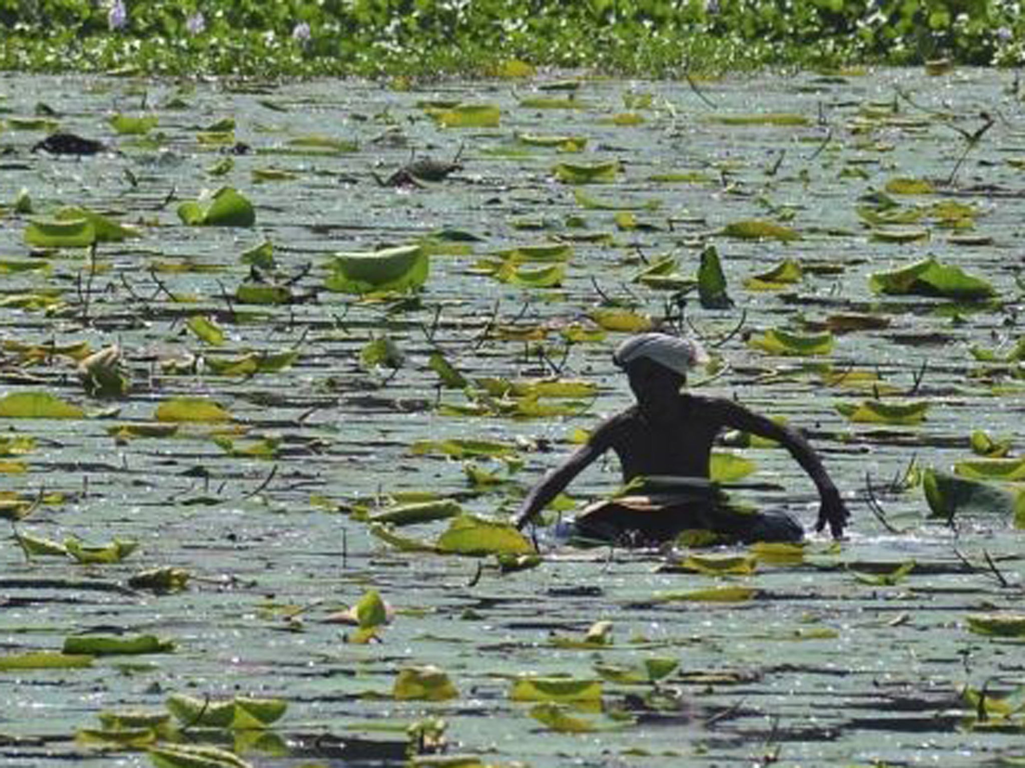 A man collects lotus leaves from an Indian pond - a scene now fraught with political implications