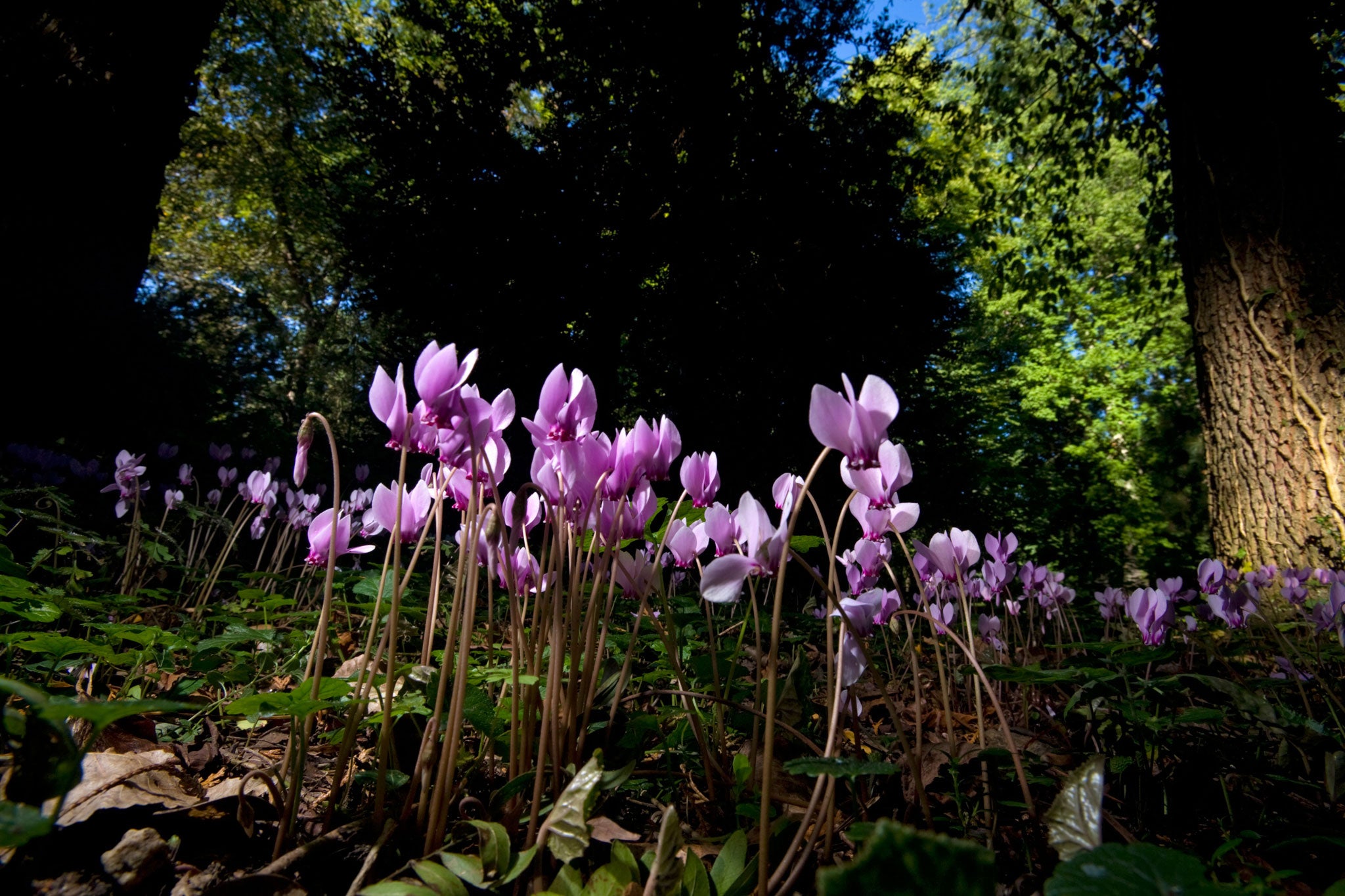 In the shade: Cyclamen nestled between trees