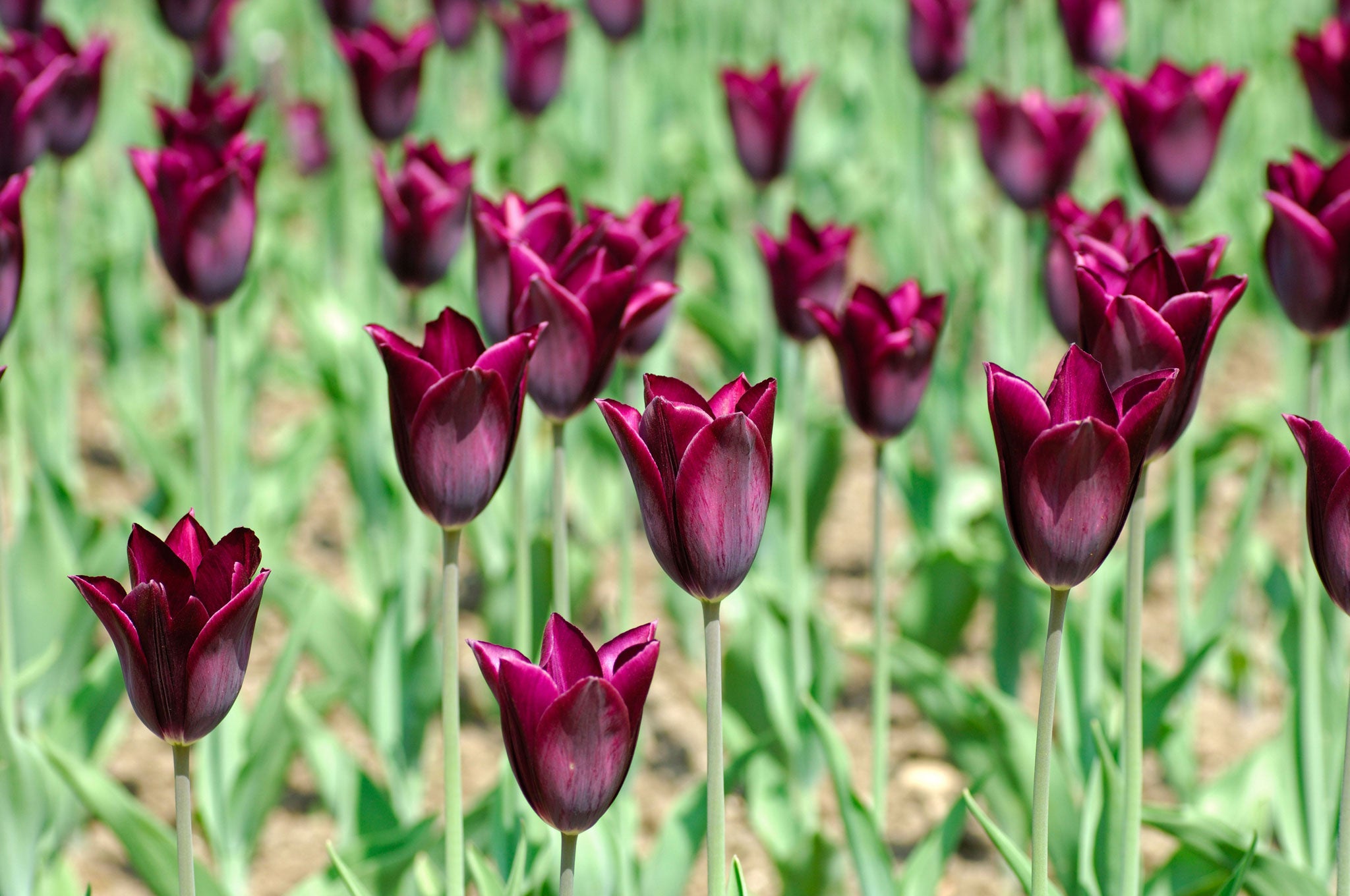 Purple reign: The 'Havran' tulip
