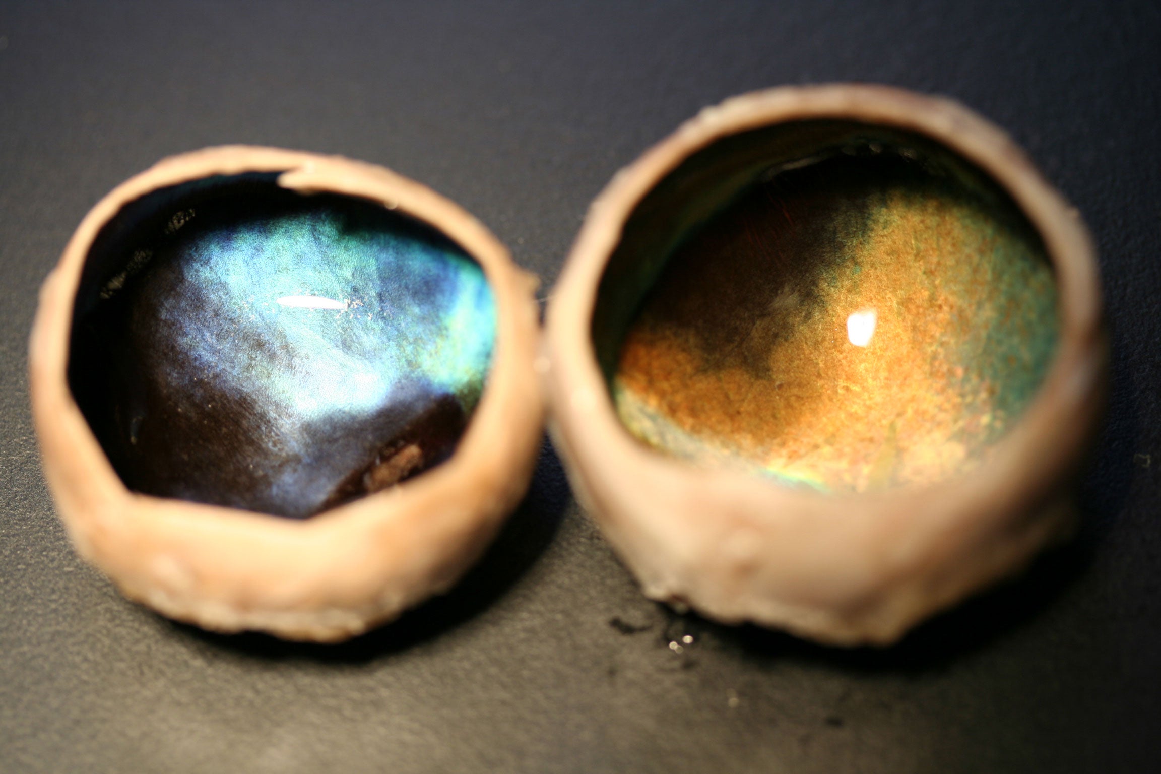 Two dissected reindeer eyes - one from an animal which died during the winter